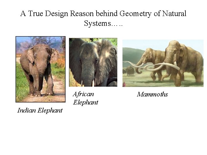 A True Design Reason behind Geometry of Natural Systems…. . African Elephant Indian Elephant