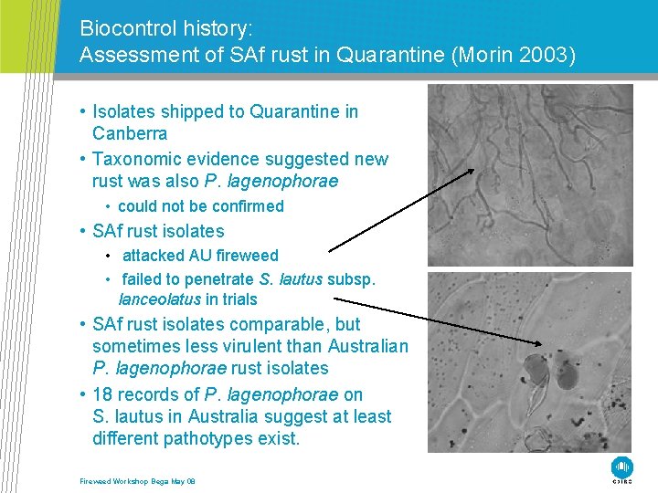 Biocontrol history: Assessment of SAf rust in Quarantine (Morin 2003) • Isolates shipped to