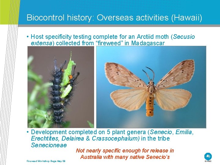 Biocontrol history: Overseas activities (Hawaii) • Host specificity testing complete for an Arctiid moth