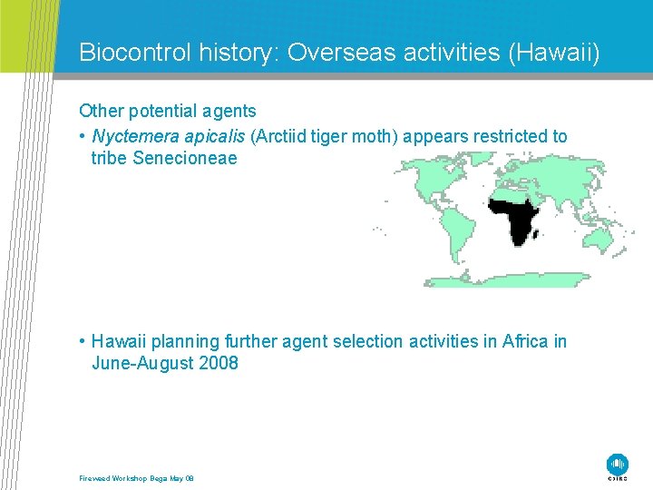 Biocontrol history: Overseas activities (Hawaii) Other potential agents • Nyctemera apicalis (Arctiid tiger moth)