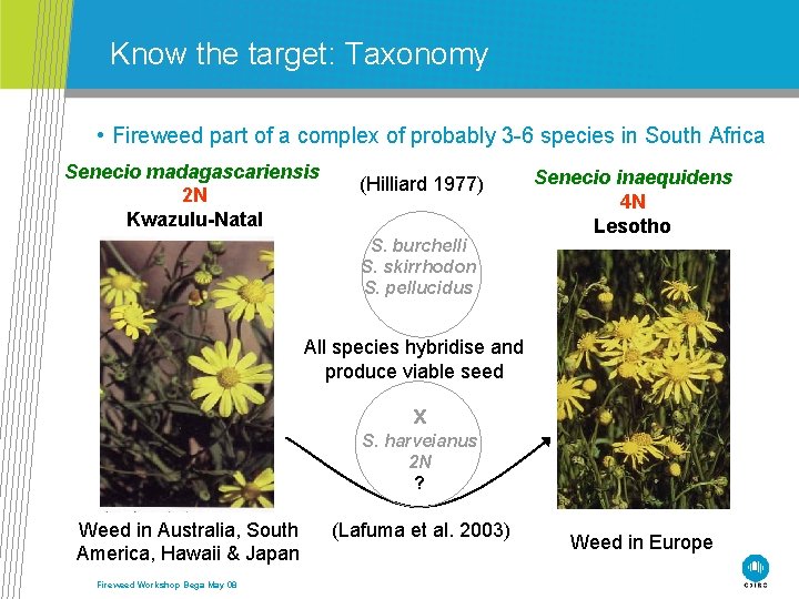 Know the target: Taxonomy • Fireweed part of a complex of probably 3 -6