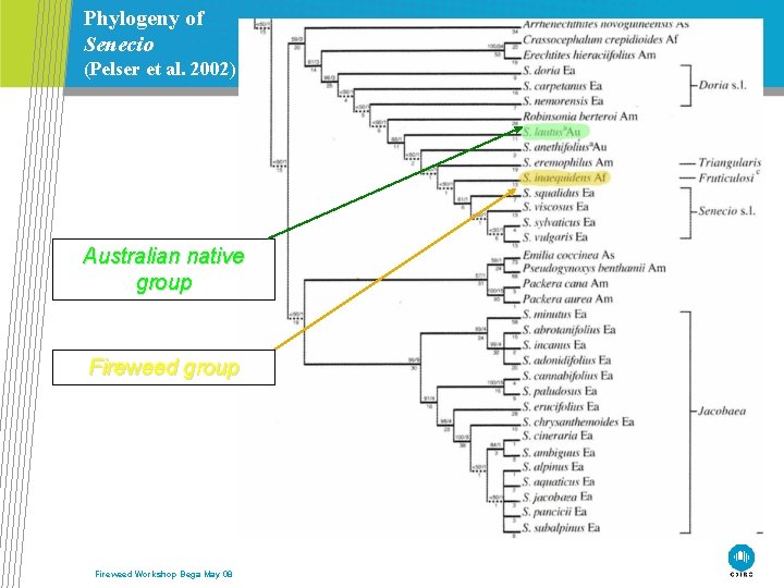 Phylogeny of Senecio (Pelser et al. 2002) Australian native group Fireweed Workshop Bega May