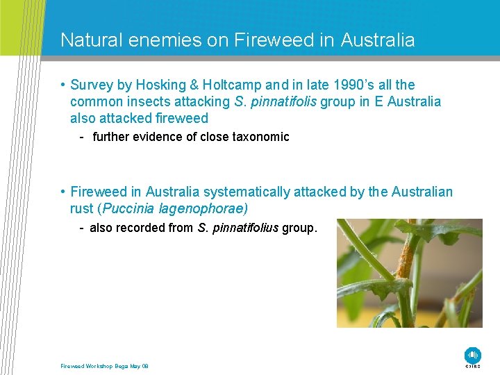 Natural enemies on Fireweed in Australia • Survey by Hosking & Holtcamp and in