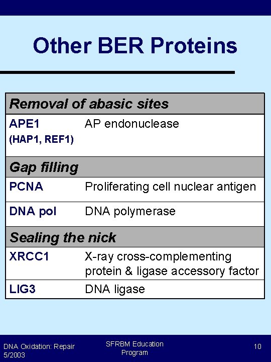 Other BER Proteins Removal of abasic sites APE 1 AP endonuclease (HAP 1, REF