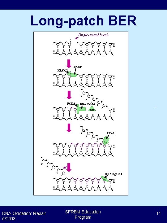 Long-patch BER Single-strand break H O C G A T G C G T