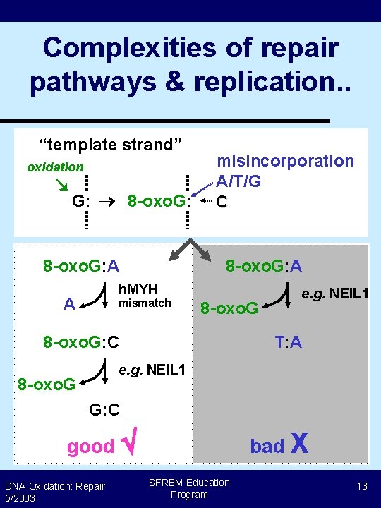 Complexities of repair pathways & replication. . “template strand” oxidation G: 8 -oxo. G: