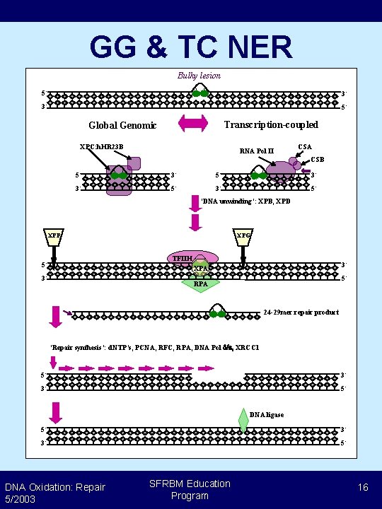 GG & TC NER Bulky lesion 5’ 3’ 3’ 5’ Transcription-coupled Global Genomic XPC: