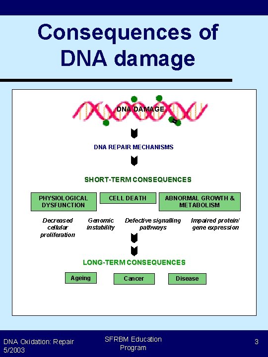 Consequences of DNA damage DNA DAMAGE DNA REPAIR MECHANISMS SHORT-TERM CONSEQUENCES PHYSIOLOGICAL DYSFUNCTION Decreased