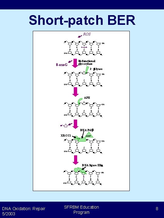 Short-patch BER ROS OH C G 8 -oxo. G C A T C G
