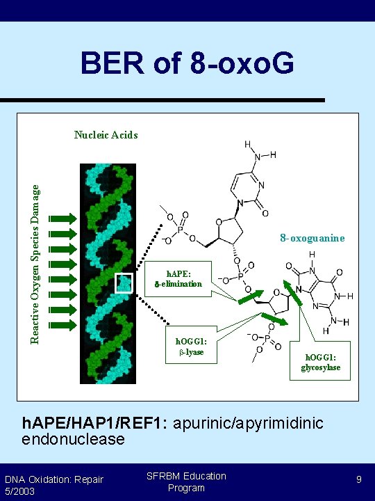 BER of 8 -oxo. G Reactive Oxygen Species Damage Nucleic Acids 8 -oxoguanine H