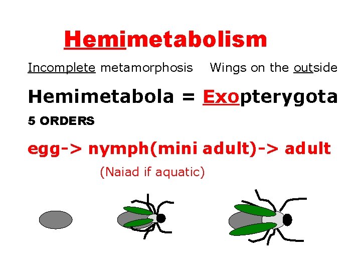 Hemimetabolism Incomplete metamorphosis Wings on the outside Hemimetabola = Exopterygota 5 ORDERS egg-> nymph(mini