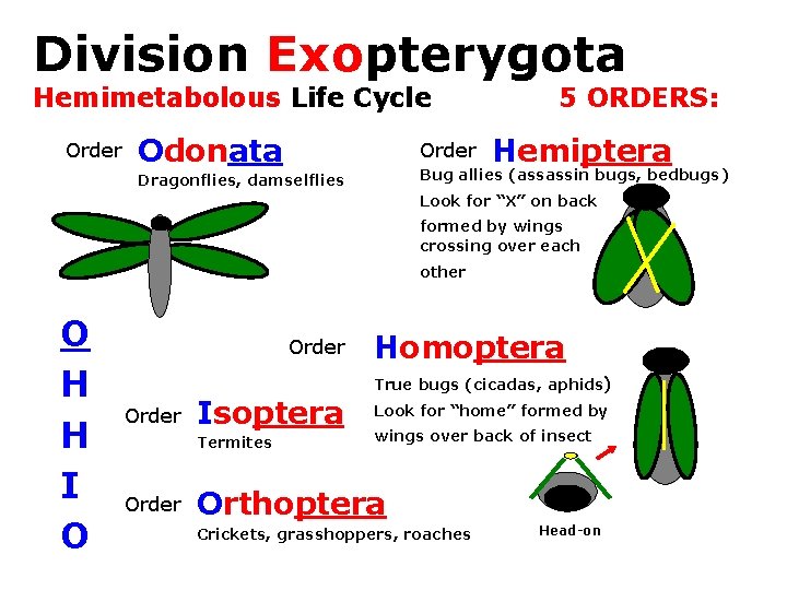 Division Exopterygota: Hemimetabolous Life Cycle Order Odonata Order 5 ORDERS: Hemiptera Bug allies (assassin