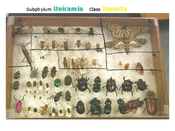 Subphylum Uniramia Class Insecta 