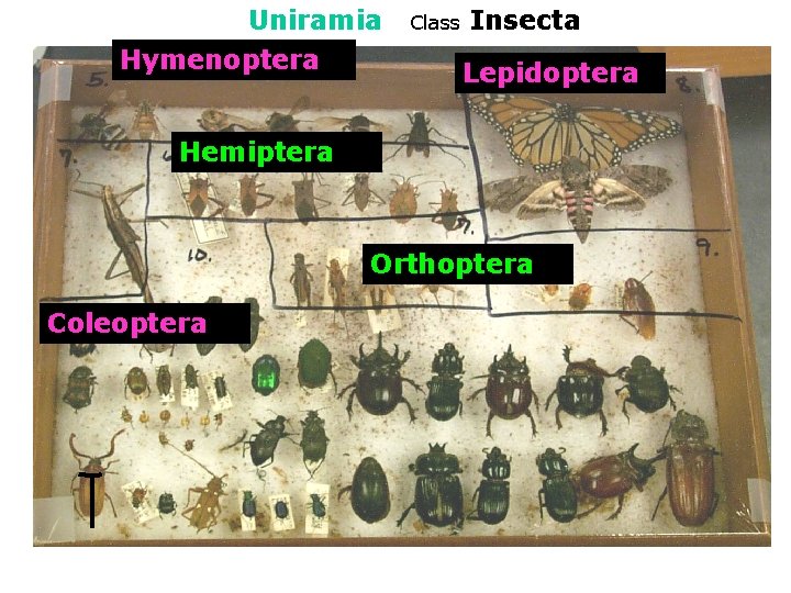 Uniramia Hymenoptera Subphylum Class Insecta Lepidoptera Hemiptera Orthoptera Coleoptera 
