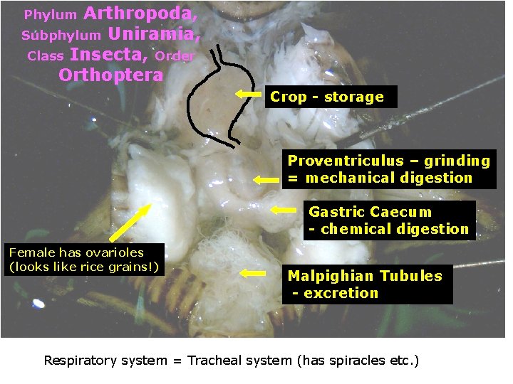 Arthropoda, Subphylum Uniramia, Class Insecta, Order Orthoptera Phylum Crop - storage Proventriculus – grinding