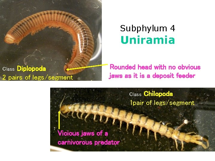 Subphylum 4 Uniramia Diplopoda 2 pairs of legs/segment Class Rounded head with no obvious