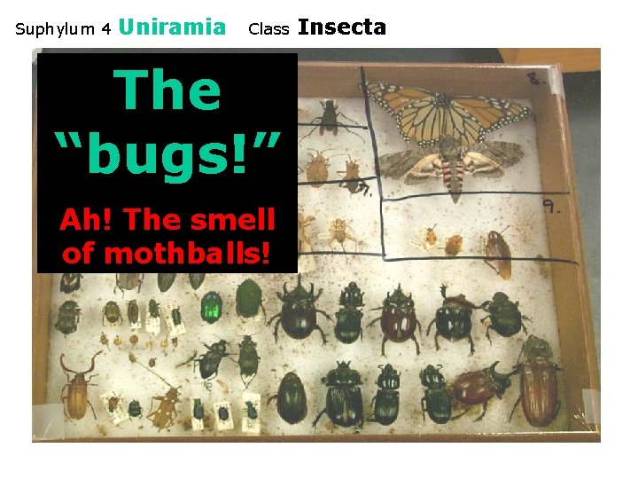 Suphylum 4 Uniramia Class The “bugs!” Ah! The smell of mothballs! Insecta 
