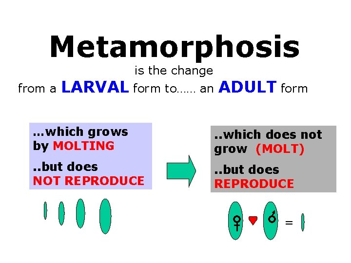 Metamorphosis is the change from a LARVAL form to…… an ADULT form …which grows