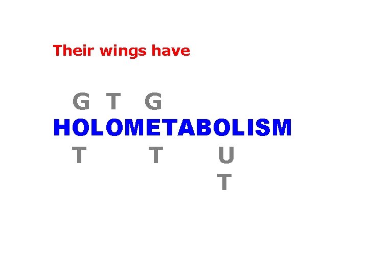 Their wings have G T G HOLOMETABOLISM T T U T 