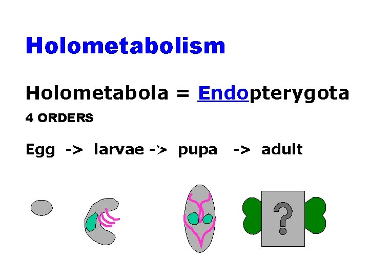 Holometabolism Holometabola = Endopterygota 4 ORDERS Aquatic nymph Egg -> larvae -> pupa ->