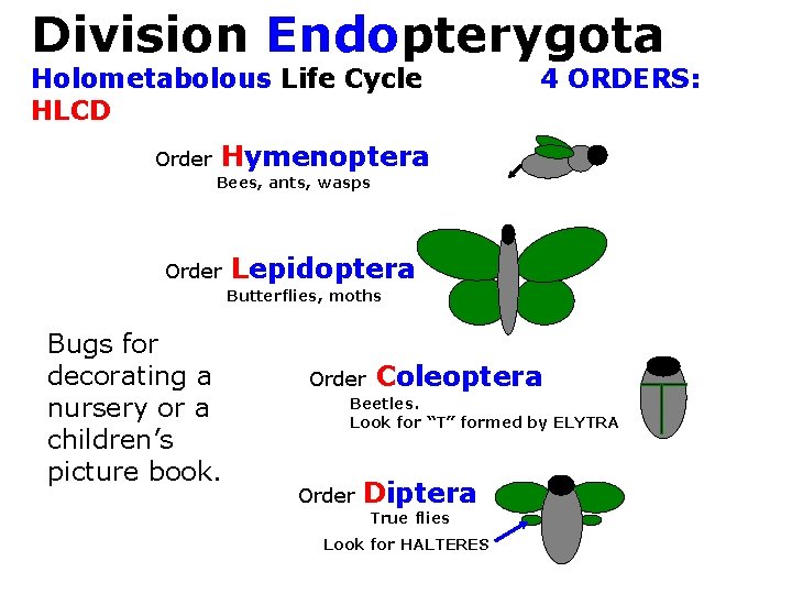Division Endopterygota: Holometabolous Life Cycle HLCD Order 4 ORDERS: Hymenoptera Bees, ants, wasps Order