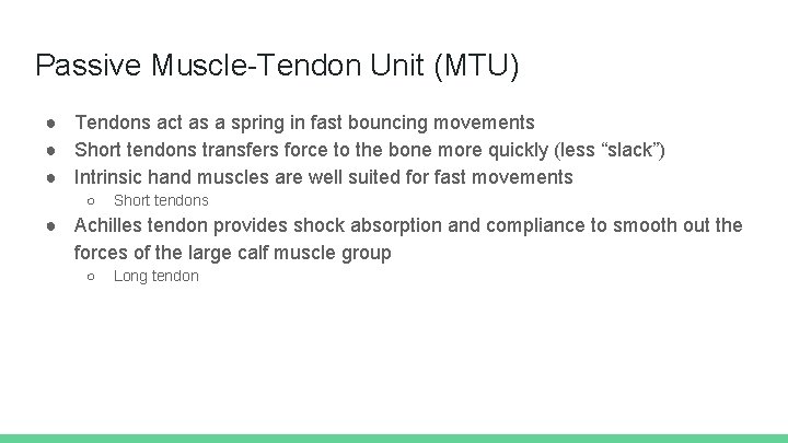 Passive Muscle-Tendon Unit (MTU) ● Tendons act as a spring in fast bouncing movements