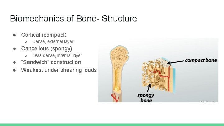 Biomechanics of Bone- Structure ● Cortical (compact) ○ Dense, external layer ● Cancellous (spongy)