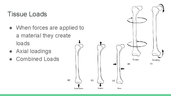 Tissue Loads ● When forces are applied to a material they create loads ●