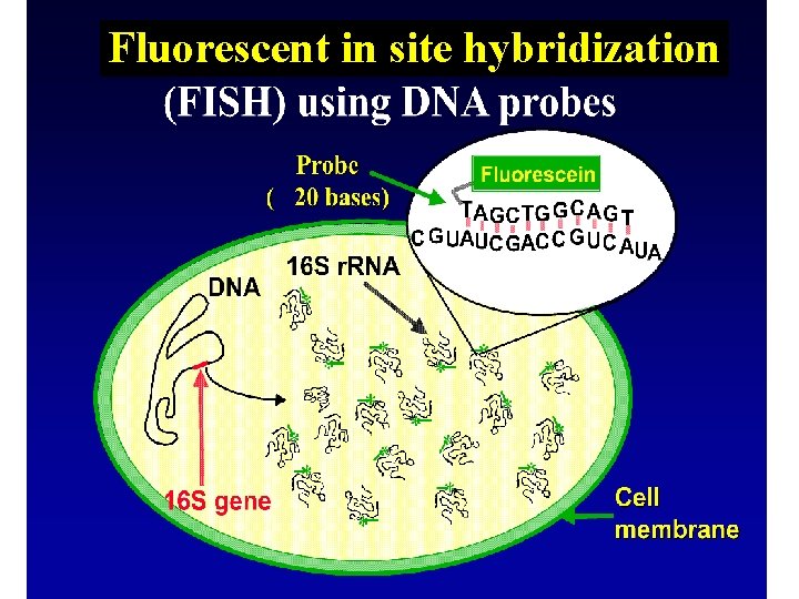 Fluorescent in site hybridization 