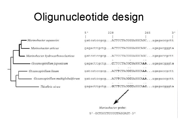 Oligunucleotide design 