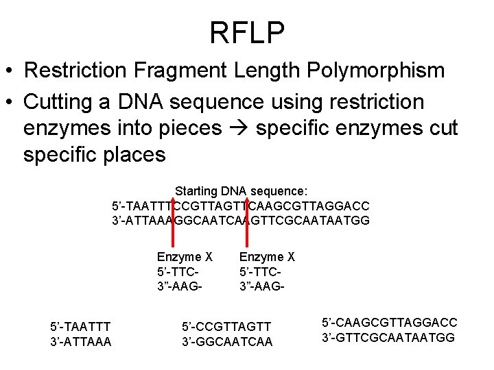 RFLP • Restriction Fragment Length Polymorphism • Cutting a DNA sequence using restriction enzymes