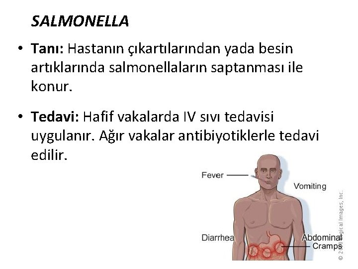 SALMONELLA • Tanı: Hastanın çıkartılarından yada besin artıklarında salmonellaların saptanması ile konur. • Tedavi: