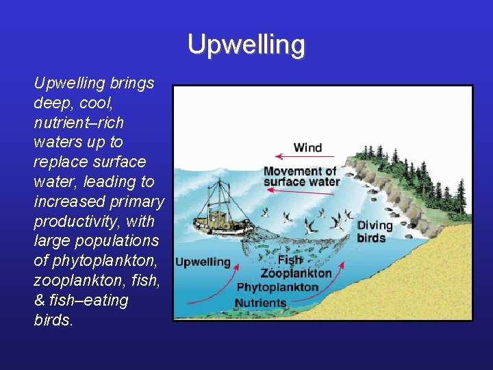 Upwelling brings deep, cool, nutrient–rich waters up to replace surface water, leading to increased
