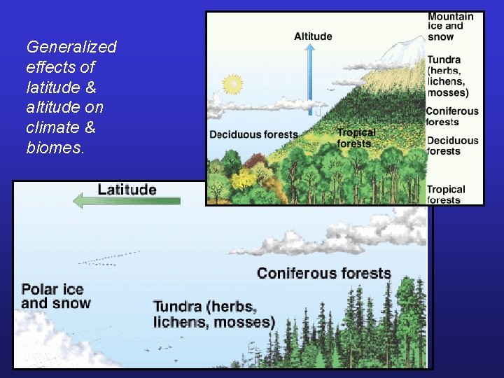 Generalized effects of latitude & altitude on climate & biomes. 