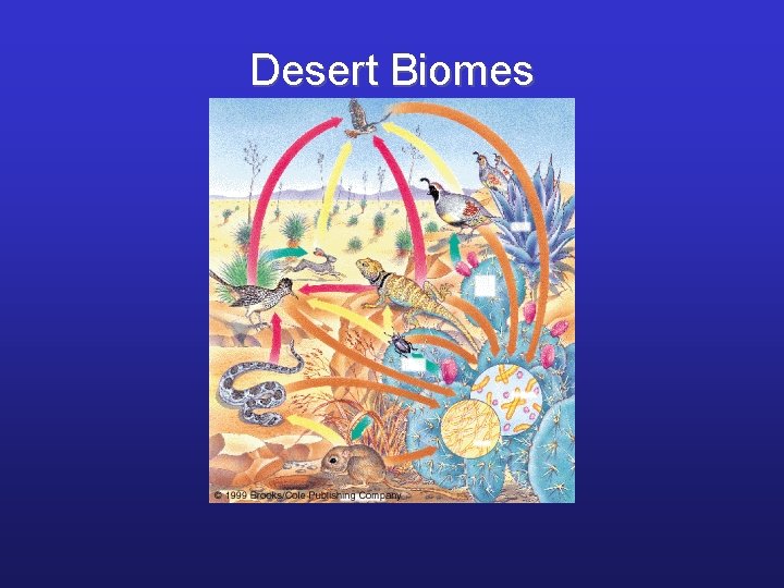 Desert Biomes 