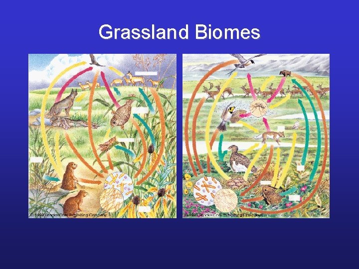 Grassland Biomes 