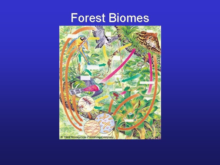 Forest Biomes 