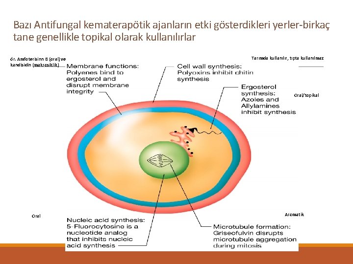 Bazı Antifungal kematerapötik ajanların etki gösterdikleri yerler-birkaç tane genellikle topikal olarak kullanılırlar ör. Amfoterisinn