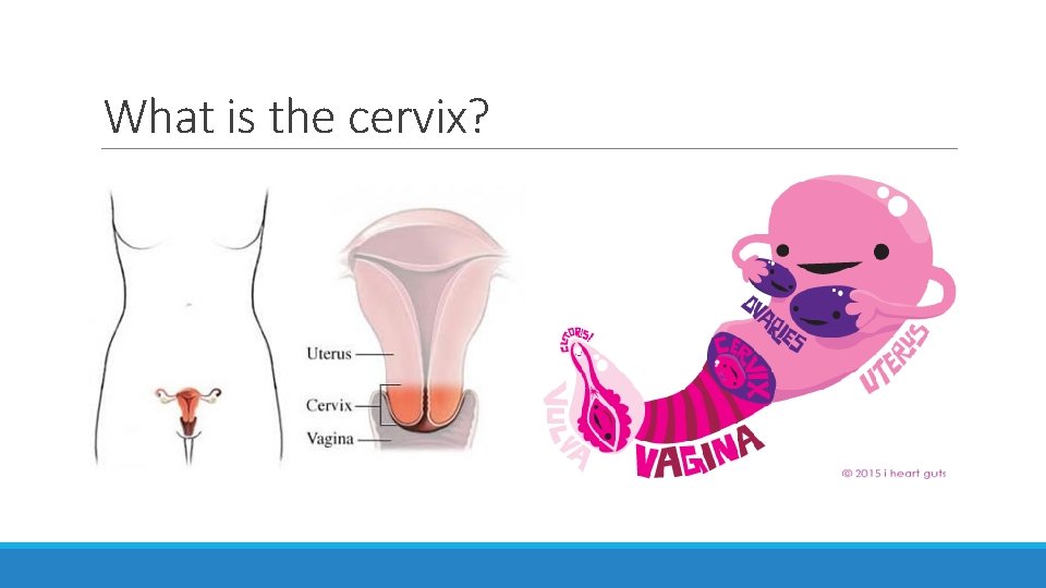 What is the cervix? 