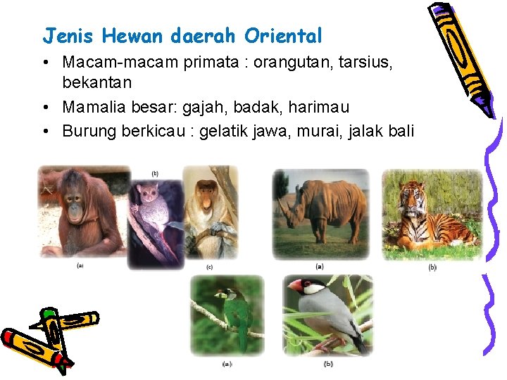 Jenis Hewan daerah Oriental • Macam-macam primata : orangutan, tarsius, bekantan • Mamalia besar: