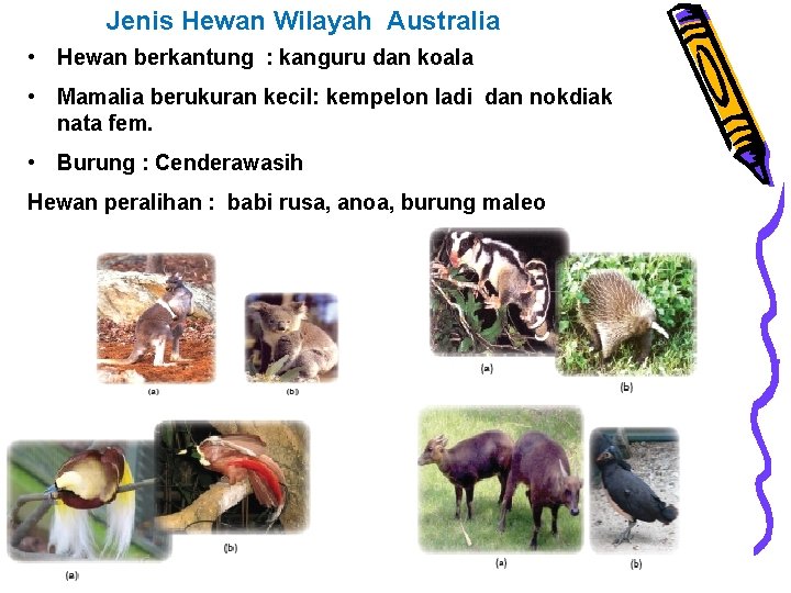 Jenis Hewan Wilayah Australia • Hewan berkantung : kanguru dan koala • Mamalia berukuran