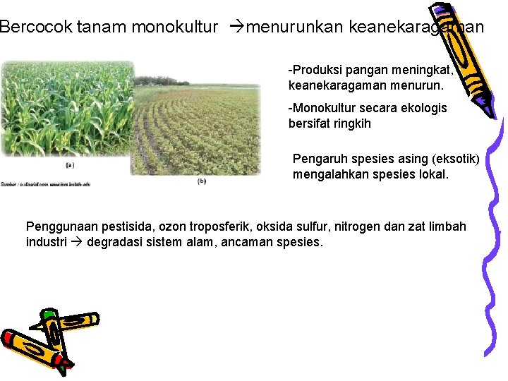 Bercocok tanam monokultur menurunkan keanekaragaman -Produksi pangan meningkat, keanekaragaman menurun. -Monokultur secara ekologis bersifat