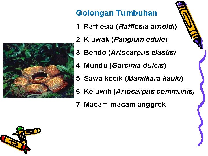 Golongan Tumbuhan 1. Rafflesia (Rafflesia arnoldi) 2. Kluwak (Pangium edule) 3. Bendo (Artocarpus elastis)