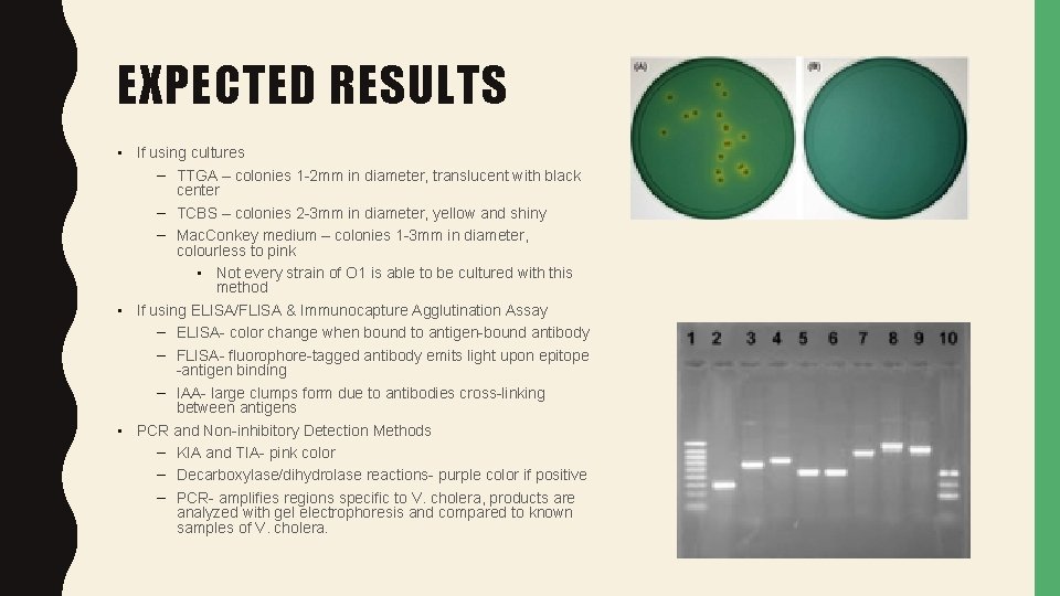 EXPECTED RESULTS • If using cultures – TTGA – colonies 1 -2 mm in