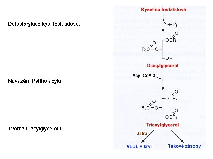 Defosforylace kys. fosfatidové: Navázání třetího acylu: Tvorba triacylglycerolu: 