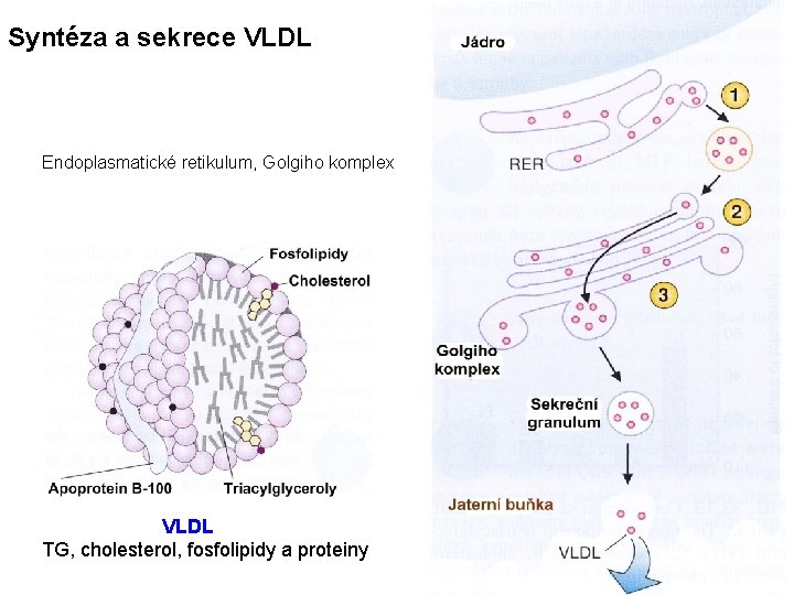 Syntéza a sekrece VLDL Endoplasmatické retikulum, Golgiho komplex VLDL TG, cholesterol, fosfolipidy a proteiny