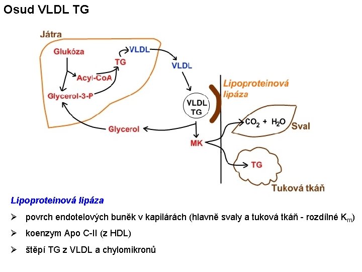 Osud VLDL TG Lipoproteinová lipáza Ø povrch endotelových buněk v kapilárách (hlavně svaly a
