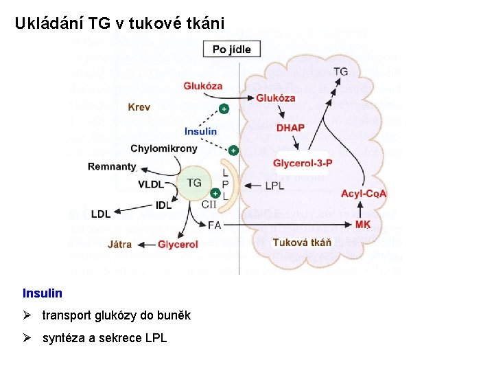 Ukládání TG v tukové tkáni Insulin Ø transport glukózy do buněk Ø syntéza a
