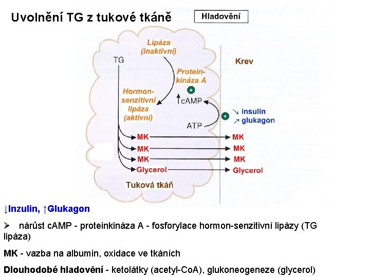 Uvolnění TG z tukové tkáně ↓Inzulin, ↑Glukagon Ø nárůst c. AMP - proteinkináza A