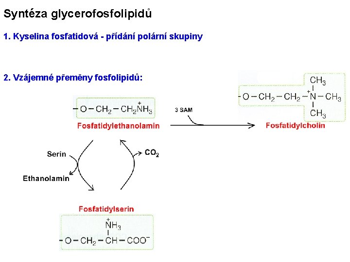 Syntéza glycerofosfolipidů 1. Kyselina fosfatidová - přídání polární skupiny 2. Vzájemné přeměny fosfolipidů: 